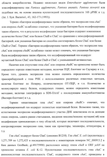 Способ получения l-треонина или l-аргинина с использованием бактерии, принадлежащей к роду escherichia, в которой инактивирован ген chac или оперон chabc (патент 2392327)