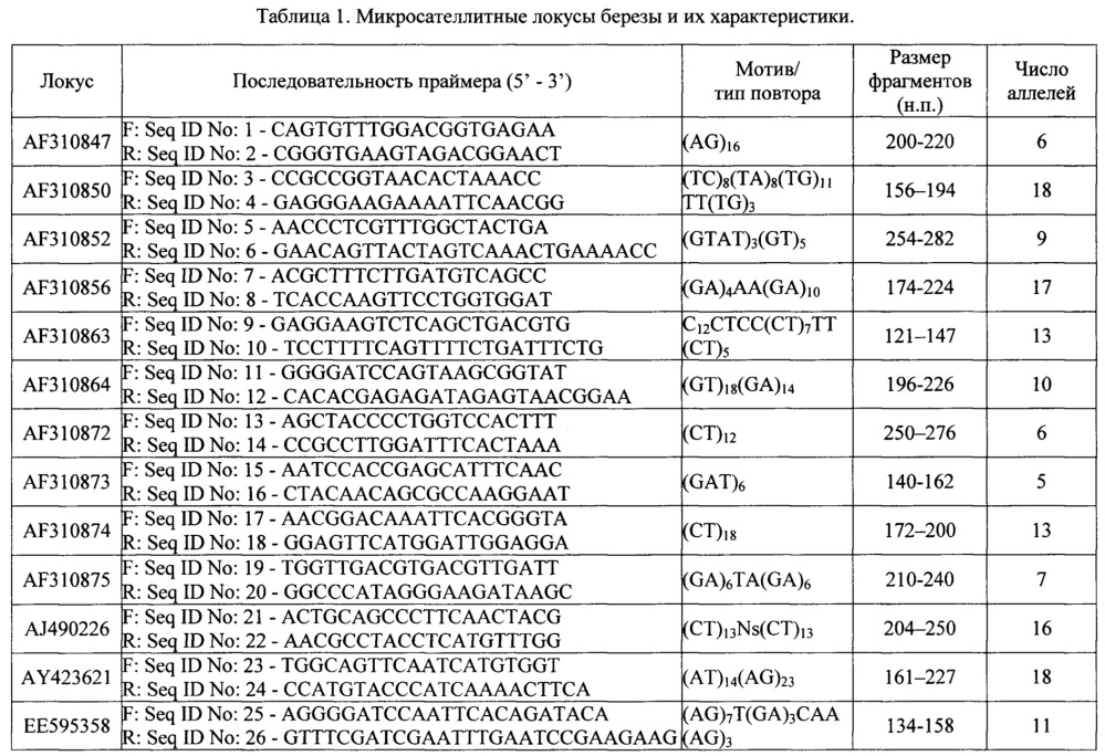 Способ молекулярного маркирования, основанный на микросателлитных локусах, предназначенный для идентификации генотипов березы (патент 2646112)