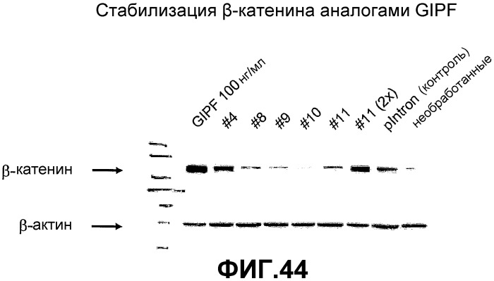 Желудочно-кишечный пролиферативный фактор и его применения (патент 2343158)