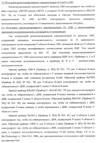 Днк, кодирующая модифицированное антитело или соединение с активностью агониста тро, способ их получения и животная клетка или микроорганизм, их продуцирующие (патент 2422528)