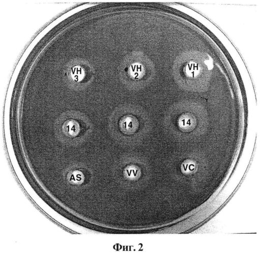 Штамм bacillus sp. для биологической борьбы с saprolegnia sp. и его применения (патент 2555549)