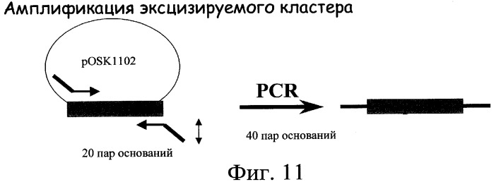 Полинуклеотид, кодирующий ацилтрансферазу, отвечающую за модификацию платенолида в положении 3 (варианты), полипептид, представляющий собой ацилтрансферазу, отвечающую за модификацию платенолида в положении 3 (варианты), бактериальный экспрессионный вектор (варианты), бактериальная экспрессионная система, бактериальная клетка-хозяин, способ продуцирования полипептида, штамм streptomyces ambofaciens, применение полинуклеотида (варианты), клетка бактерии streptomyces ambofaciens, клетка-хозяин streptomyces ambofaciens и способ получения полипептида (патент 2377304)