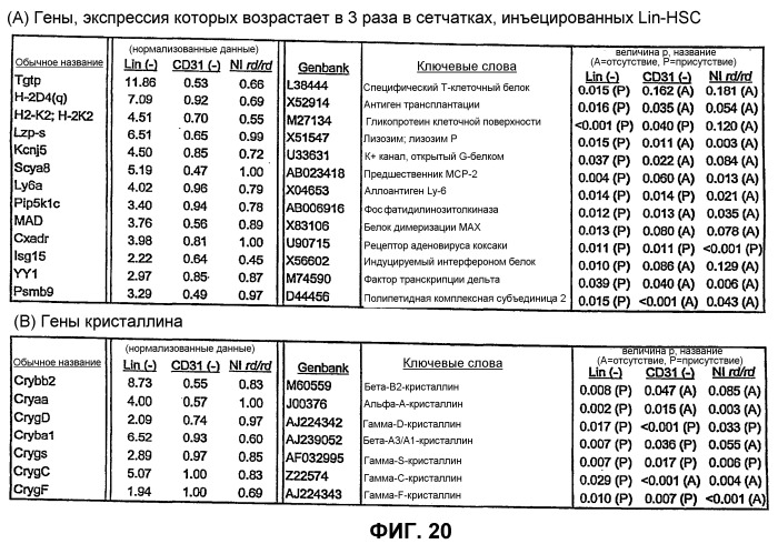 Изолированные популяции миелоидоподобных клеток костного мозга и способы лечения с ними (патент 2418856)