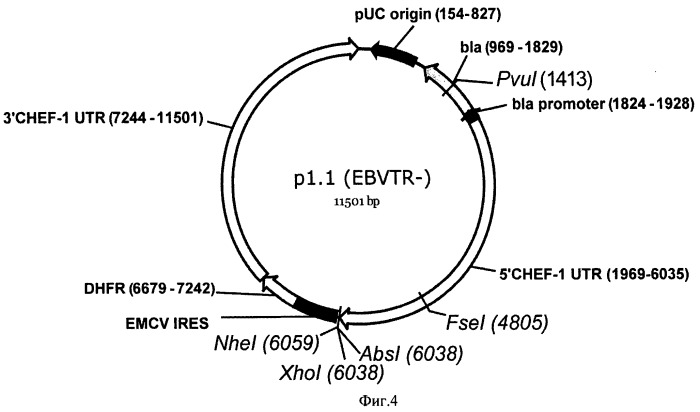 Экспрессионный плазмидный вектор для гетерологичной экспрессии рекомбинантных белков, высокочастотной интеграции и усиленной амплификации экспрессионной кассеты в клетках млекопитающих, бицистронная мрнк, способ получения стабильных линий продуцентов рекомбинантных белков с использованием указанного вектора, способ получения рекомбинантных белков (патент 2488633)