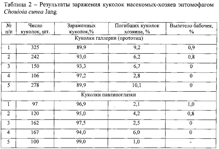 Способ выращивания энтомофага chouioia cunea jang (патент 2558297)