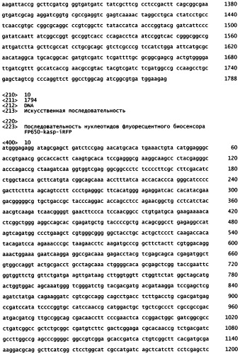 Нуклеиновая кислота, кодирующая основанный на fret дальне-красный биосенсор для измерения активности каспазы 3 внутри клеток (патент 2535981)