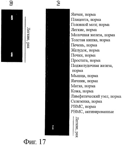 Идентификация опухолевых антигенов для диагностики и терапии (патент 2485974)