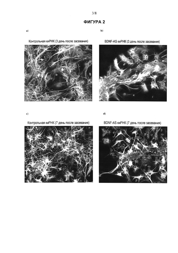 Лечение заболеваний, связанных с нейтрофическим фактором головного мозга (bdnf), путем ингибирования природного антисмыслового транскрипта bdnf (патент 2661104)