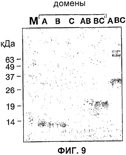 Домены и эпитопы менингококкового белка nmb1870 (патент 2375374)