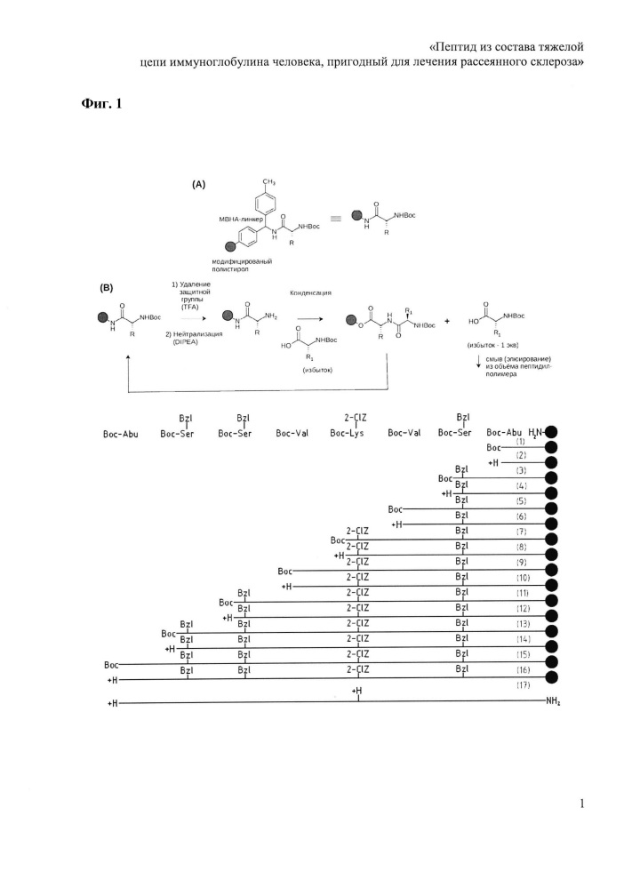Пептид из состава тяжелой цепи иммуноглобулина человека, пригодный для лечения рассеянного склероза (патент 2646817)