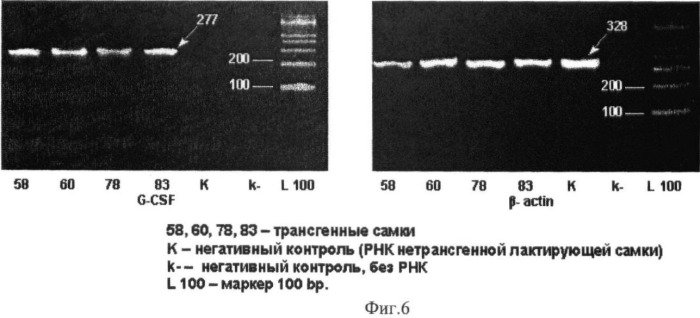 Генно-инженерная конструкция pgoatcasgcsf, обеспечивающая продукцию гранулоцит-колониестимулирующего фактора человека в молоко трансгенных животных (патент 2422529)