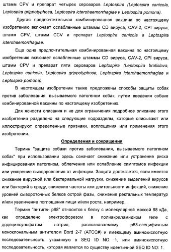 Поливалентные вакцины для собак против leptospira bratislava и других патогенов (патент 2400248)