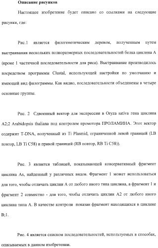 Растения с повышенной урожайностью и способ их получения (патент 2377306)