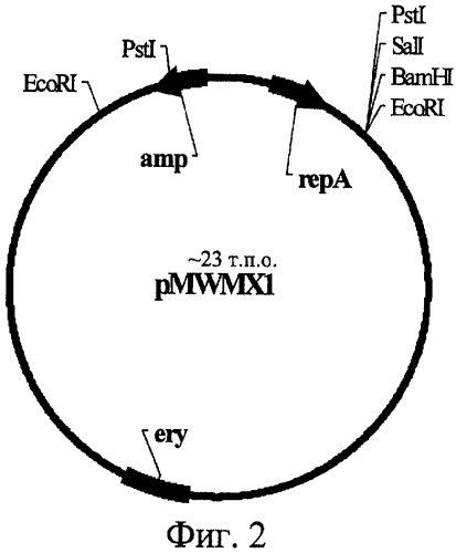 Белок ydhl из bacillus amyloliquefaciens, фрагмент днк, бактерия, принадлежащая к роду escherichia или bacillus, - продуцент пуриновых нуклеозидов, способ получения пуриновых нуклеозидов и нуклеотидов (патент 2294962)