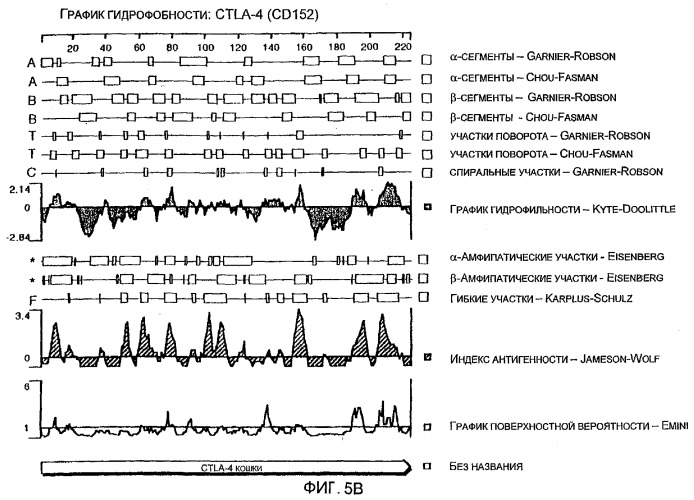 Выделенная нуклеиновая кислота, кодирующая лиганд cd86 кошки, диагностический олигонуклеотид, клонирующий вектор, вакцина, способы индукции или подавления иммунитета у кошки (патент 2263145)