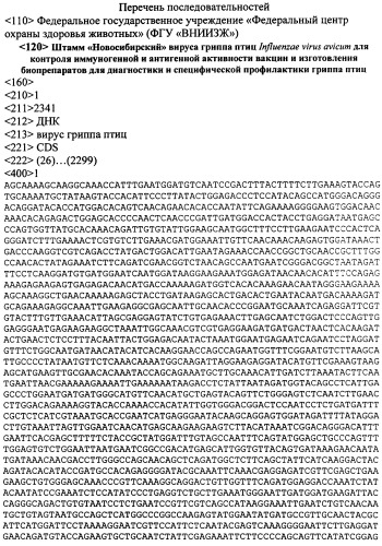Штамм &quot;новосибирский&quot; вируса гриппа птиц influenzae virus avicum для контроля иммуногенной и антигенной активности вакцин и изготовления биопрепаратов для диагностики и специфической профилактики гриппа птиц (патент 2323740)