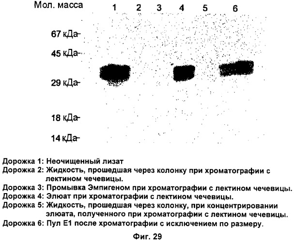 Очищенные оболочечные белки вируса гепатита с для диагностического и терапевтического применения (патент 2319505)