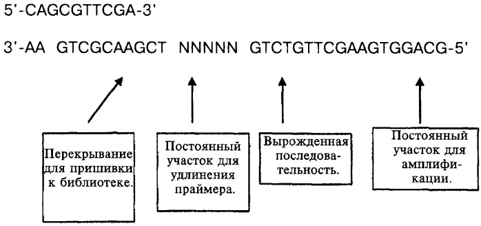 Соединение, содержащее кодирующий олигонуклеотид, способ его получения, библиотека соединений, способ ее получения, способ идентификации соединения, связывающегося с биологической мишенью (варианты) (патент 2459869)