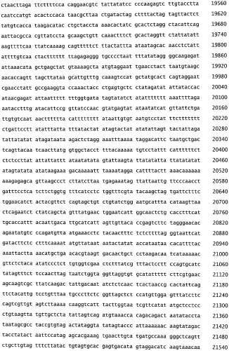Бактериофаг, обладающий активностью против pseudomonas aeruginosa, белки бактериофага и способы их применения (патент 2580248)