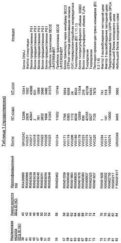 Гены corynebacterium glutamicum, кодирующие белки резистентности и толерантности к стрессам (патент 2303635)