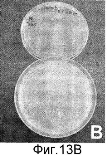 Способы in vitro для создания и поддержания линий растительных клеток в виде отдельных клеток в суспензии с интактными клеточными стенками и их трансформации (патент 2451744)