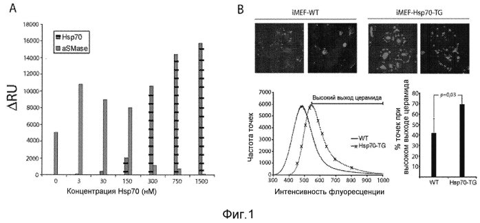 Применение hsp70 в качестве регулятора ферментативной активности (патент 2571946)