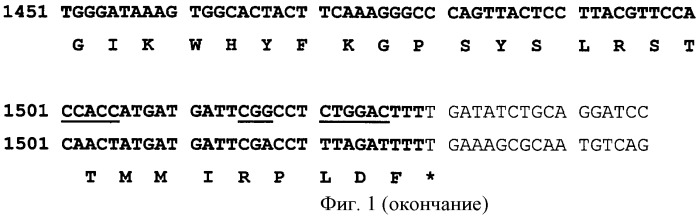 Ген agрopt ангиопоэтина-1 (патент 2385938)