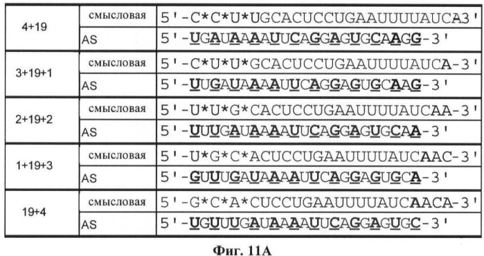 Новые структуры малых интерферирующих рнк (sirna) (патент 2487716)