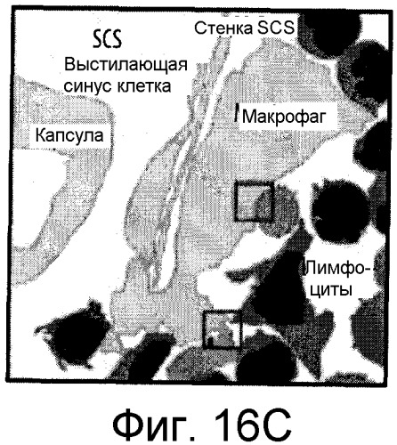 Никотиновые иммунонанотерапевтические лекарственные средства (патент 2487712)