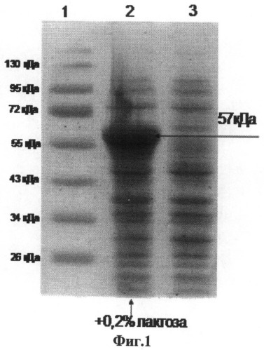 Штамм бактерий escherichia coli - продуцент рекомбинантного флагеллина (патент 2524133)