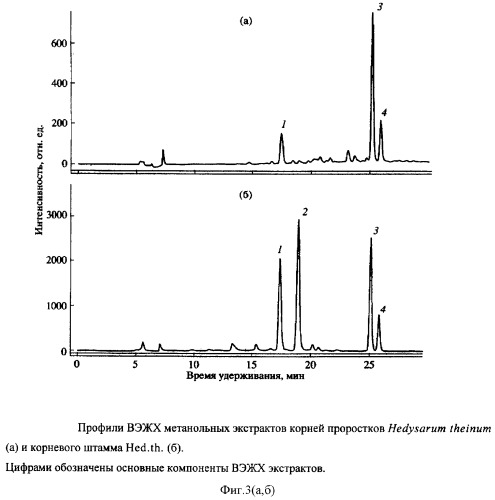 Культура корня hed.th. (hedysarum theinum krasnob.) - продуцент изофлавонов (патент 2360964)