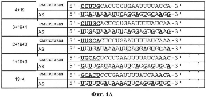 Новые структуры малых интерферирующих рнк (sirna) (патент 2487716)