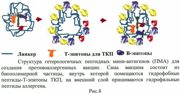 Гетерологичный пептидный мини-антиген в составе полимерной частицы для создания противоаллергенной вакцины (патент 2480479)