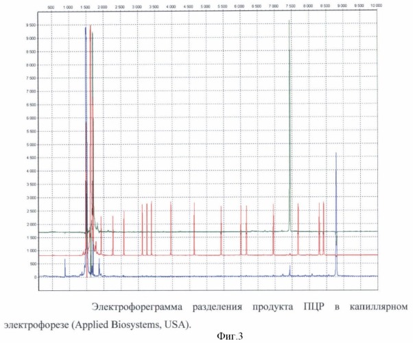 Способ определения гаплотипического полиморфизма участка аутосомной днк индивидуума (патент 2432398)