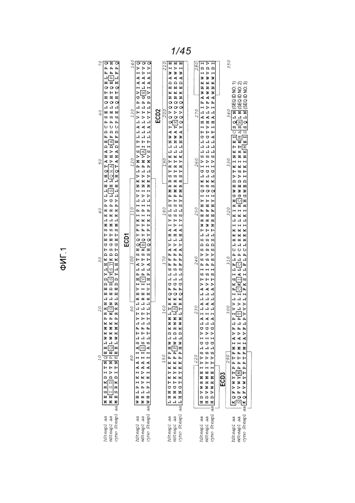 Антитела и иммуноконъюгаты и их применения (патент 2639543)