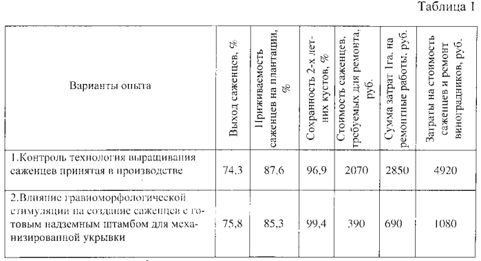 Способ создания саженцев, посадки и формирования виноградных кустов для механизированной укрывки (патент 2574668)