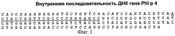 Последовательность днк и получение аллергена пыльцы трав phl p 4 с помощью рекомбинантных способов (патент 2327739)