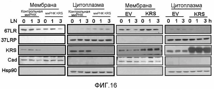 Способ ингибирования метастазирования злокачественной опухоли или миграции злокачественных клеток посредством снижения клеточного уровня лизил-трнк-синтетазы (варианты), композиция и применение вектора экспрессии или антитела против krs для ингибирования метастазирования злокачественной опухоли или миграции злокачественных клеток (патент 2465330)