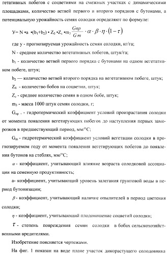 Способ прогнозирования семенной продуктивности солодки (патент 2364078)