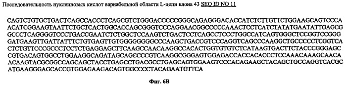 Антитело или его фрагмент, имеющие нейтрализующую активность в отношении вич (патент 2380378)