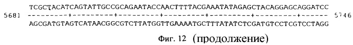 Vgc2 днк salmonella typhimurium, мутантная бактерия, обладающая пониженной способностью к адаптации к условиям окружающей среды, и способ ее получения (патент 2370541)