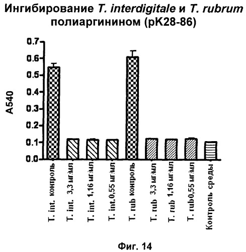 Противомикробные пептиды, содержащие аргинин- и лизинсодержащий мотив (патент 2396273)