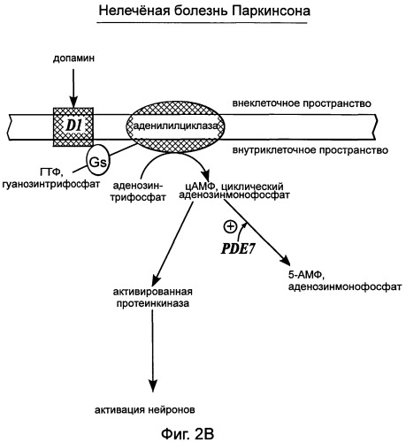 Использование ингибиторов pde7 для лечения нарушений движения (патент 2449790)