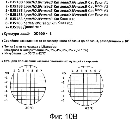 Плазмида без устойчивости к антибиотику (патент 2548809)