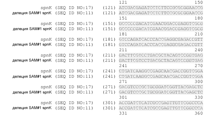 Штаммы spnk (патент 2580015)