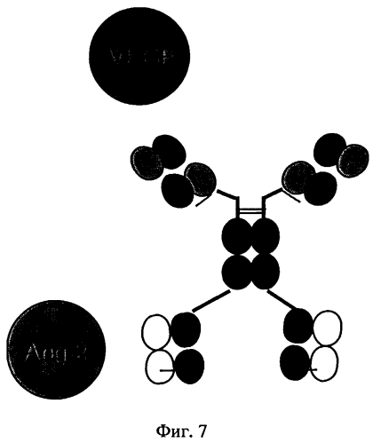 Биспецифические антигенсвязывающие белки (патент 2573914)
