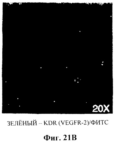 Захват эндотелиальных клеток-предшественников элюирующим лекарственные средства имплантируемым медицинским устройством (патент 2400256)