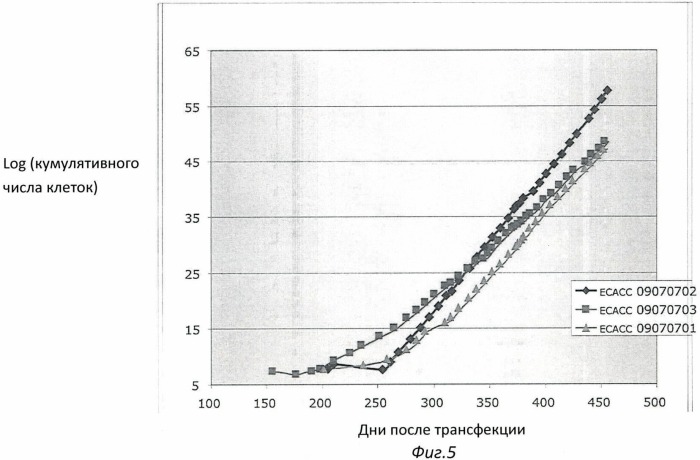 Иммортализованная клеточная линия птиц (патент 2475536)