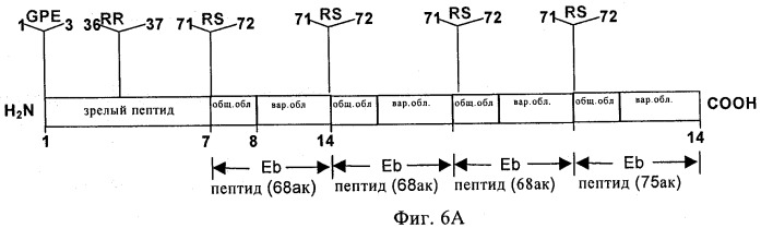 Стабилизированные полипептиды инсулиноподобного фактора роста (патент 2477287)