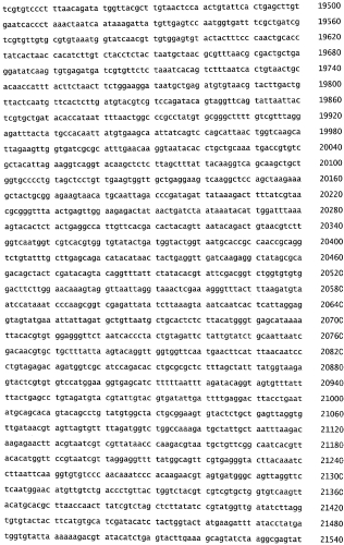 Бактериофаг, обладающий активностью против pseudomonas aeruginosa, белки бактериофага и способы их применения (патент 2580248)